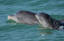 Tajemnice Komunikacji Delfinów w "języku matki"