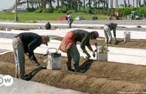 Wyzysk pracowników sezonowych w Niemczech. Ludzie drugiej kategorii.