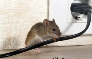 Porządnicka mysz. Tajemnicze wydarzenia w szopie [FILM]