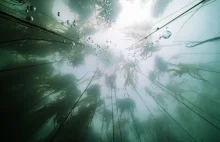 Najbardziej tajemnicze lasy na ziemi znajdują się pod wodą