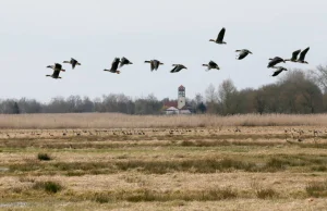 Dramatycznie spada liczba ptaków