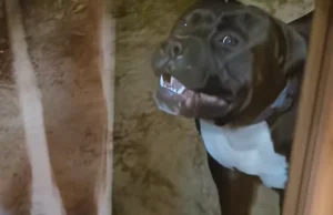 #wykopefekt #afera Psy terroryzują gminę, patuska grozi