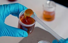 Masowe fałszowanie miodu w Europie