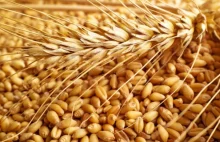 W lutym Ukraina wyeksportowała rekordową ilość pszenicy. J
