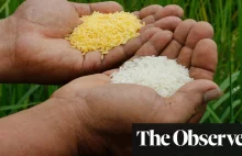 Greenpeace blokuje uprawę złotego ryżu na Filipinach!
