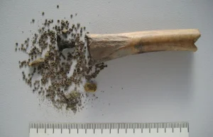 Lek czy n------k? Pierwszy dowód na używanie lulka czarnego w świecie rzymskim