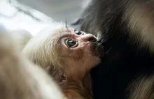 [Miłe wiadomości] We wrocławskim zoo urodził się gibon czapnik.