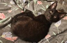 Wykopowi kociarze, pomożecie wyrwać kitku z łap śmierci?