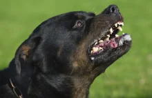 Agresywny rottweiler rzucił się na kobietę. Straciła przytomność