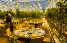 islandia restauracja w szklarni pelnej pomidorów