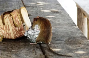 Szczury terroryzują rzeszowską siłownię!