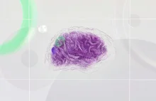 Złudzenie optyczne: tylko osoby z wysokim IQ i doskonałą spostrzegawczością dost