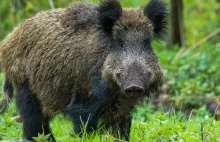 Czujesz w lesie zapach przyprawy do zup? Nie wydaje ci się, lepiej zawróć