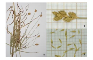 Turzyca Carex crawfordii – nowy gatunek dla flory Polski