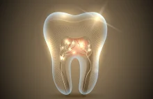 Lek stymulujący regenerację zębów będzie testowany na ludziach
