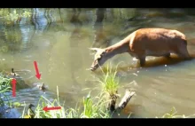 Jeleń spotyka małe kaczki w leśnej rzece. Piękne zachowanie!