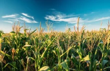 Amerykańska kukurydza najtańsza od 2020 r.