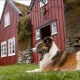 Na Islandii żeby mieć psa w bloku konieczna jest zgoda wszystkich sąsiadów!