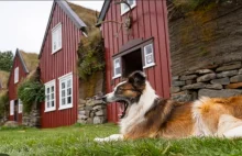 Na Islandii żeby mieć psa w bloku konieczna jest zgoda wszystkich sąsiadów!