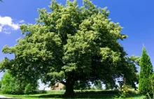 Wichura powaliła Drzewo Roku. Smutek w Dulczy Wielkiej