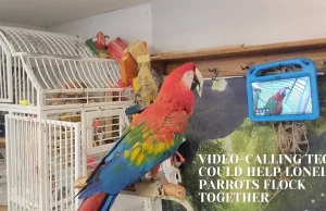 Naukowcy nauczyli papugi gadać przez videochat