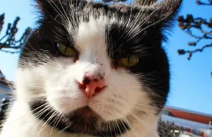 Uroczy kot z mola w Sopocie potrzebuje pomocy! Ruszyła zbiórka na leczenie