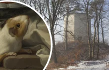 Unikatowe odkrycie na zamku w Ojcowie. Pierwsza świnka morska w Polsce