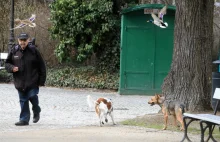 Protesty po zniesieniu zakazu wprowadzania psów w parku Ujazdowskim