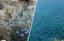 Inwazja meduz na Krymie. Woda zamieniła się w galaretę