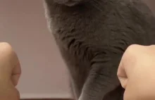 Spryciarz musiał się namyślić