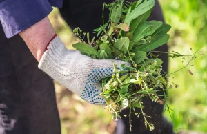 Niemcy płacą krocie. Najdroższe warzywo świata w Polsce jak chwast