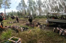 [REPORTAŻ na YT] Jak Polacy sadzą drzewa w Skandynawii?