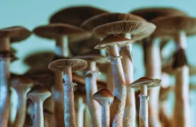 Psylocybina – jak działają naturalne i syntetyczne grzyby halucynogenne