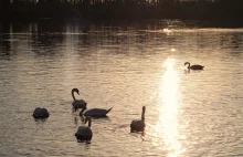 H5N1: Setki martwych ptaków wokół jednego z najpiękniejszych jezior w WLKP