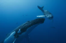 O pieśniach wielorybów słów kilka