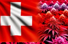 Czy Szwajcaria będzie czwartym krajem w Europie który zalegalizuje marihuanę?