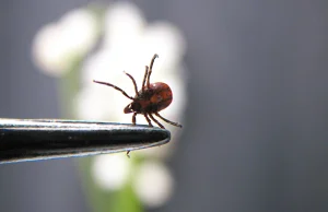 Kleszczy jest coraz więcej, mamy w Polsce istną plagę