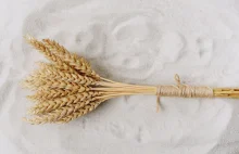 Ukraina skazana na import pszenicy? Brakuje zboża na mąkę
