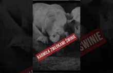 Wyłudzała pieniądze z ubezpieczeń mężów. Zbijała na tym fortunę