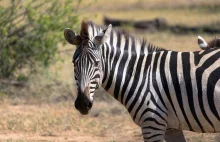 Rząd Namibii wysyła głodującym paczki z mięsem hipopotamów i zebr