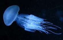 Zdumiewające odkrycie naukowe. Chodzi o meduzy