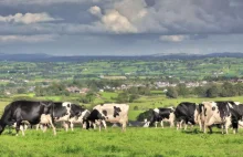 Irlandia: Rząd planuje ubój 200 000 krów aby osiągnąć cele klimatyczne
