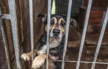 Zielona Góra. Podchodzą pod bramę schroniska i straszą bezdomne zwierzęta
