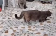 Koty vs ptaszek