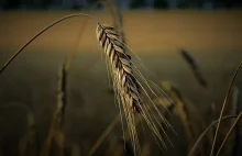 Słowacja przedłuży zakaz importu ukraińskich produktów rolnych - AgroNews - Wiad