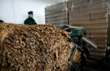 Nielegalna fabryka papierosów na Dolnym Śląsku