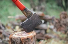 Wycinka drzew pozwolenie 2025 rząd uprościł procedury, koniec z długim oczekiwan