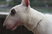 PILNE: Domagamy się delegalizacji posiadania i hodowli niebezpiecznych ras psów