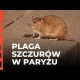 Plaga szczurów w Paryżu, bo aktywiszcze nie pozwalają ich zabijać xD