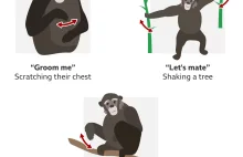 Ludzie dzielą elementy wspólnego języka z małpami człekokształtnymi